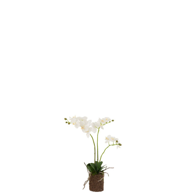 J-Line Orchid In Earth Plastic White/Green Medium