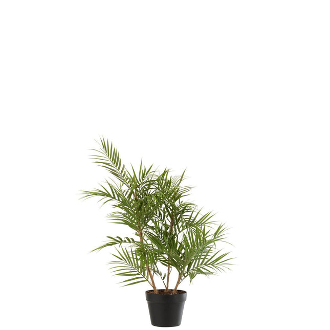 J-Line Mountain Palm In Plastic Pot Green/Black Small