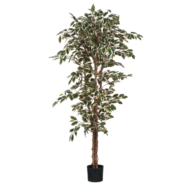 Ficus Kunstplant - H180 x Ø90 cm - Groen Bont