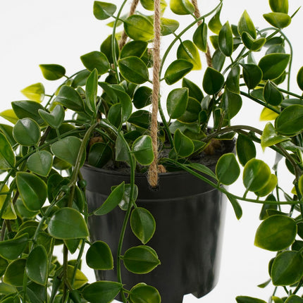 Ficus Kunst Hangplant in Pot - H46 x Ø20 cm - Groen