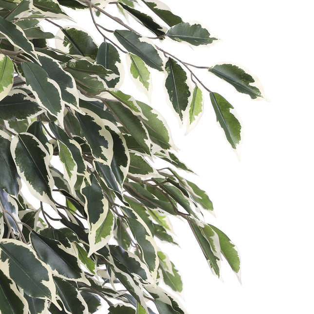 Artificial Ficus Plant - H180 x Ø90 cm - Green Variegated