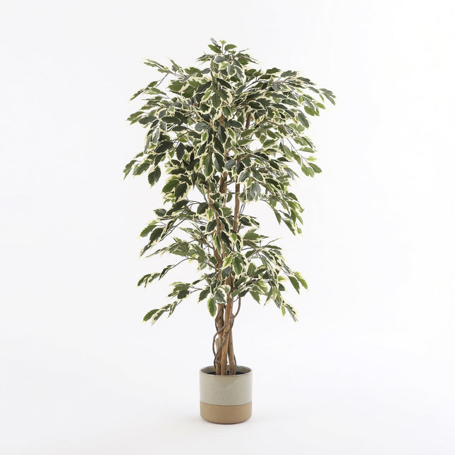 Artificial Ficus Plant - H150 x Ø75 cm - Green Variegated