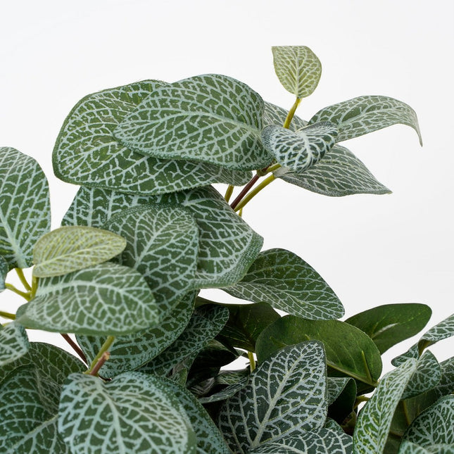 Fittonia Kunst Hangplant - L15 x B20 x H54 cm - Groen