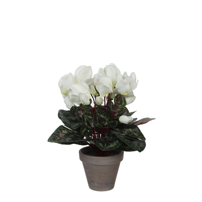 Artificial Cyclamen Plant in Flower Pot Stan - H30 x Ø30 cm - White